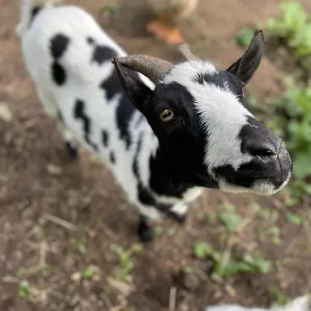 Gite Auverg'nature Σπίτι διακοπών *